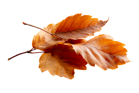Autumn leaves on transparent background