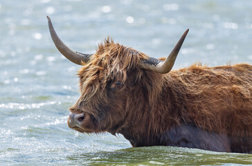 Highland Cattle in the Baie de Somme, Normandy, France