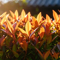 Obraz premium Bushy foliage illuminated by sunlight