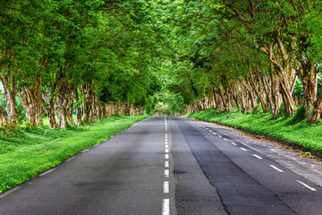 Fototapeta premium Scenic tree tunnel (canopy road) made of rain trees on N1 national road near Basse-Pointe, Martinique, France