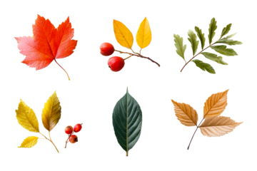 Autumn leaves and berries on clear bg