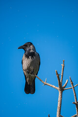 a grey crow perched on a tree branch