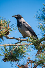 a grey crow perched on a tree branch