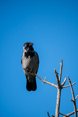 a grey crow perched on a tree branch