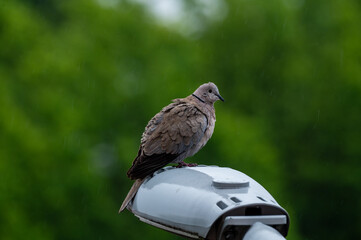 A turtledove perched on a pole
