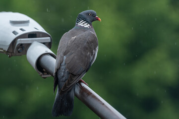 a pigeon perched on a pole