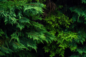 branches of the evergreen Thuja plant