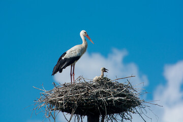 White stork family nest