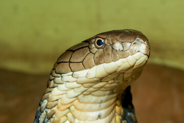 Close up head king cobra is dangerous snake at garden thailand