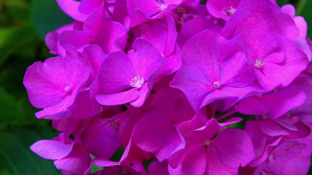 Dark pink Hydrangea flowers - close-up of flowers of ornamental plant in garden