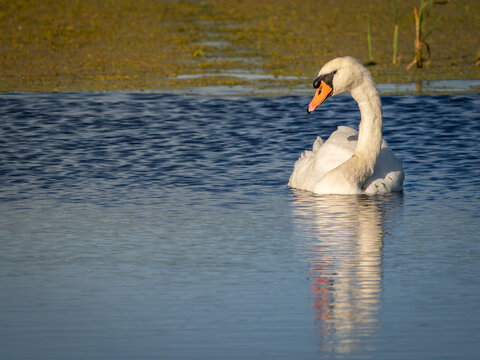 Mute Swan on a lake in the evening sun