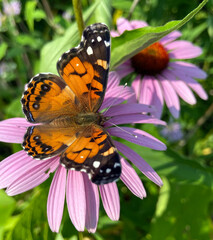 butterfly on flower