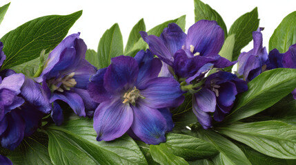 Purple flower with green leaves close up in natural light
