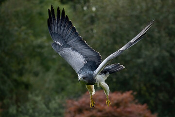 A Chilean Blue Eagle (Geranoaetus melanoleucus) flying. Also known as the Black-Chested Buzzard-Eagle, the Chilean Blue Eagle is a South American bird of prey from the Buteo genus. 
