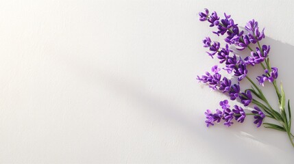 delicate lavender branch in bright soft light with warm minimal background