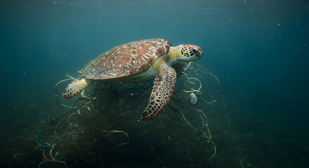 Vulnerable sea turtle struggles while trapped in a ghost fishing net, highlighting the critical issue of ocean pollution.