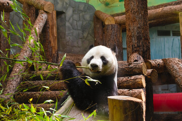 Giant panda eating bamboo in Moscow Zoo