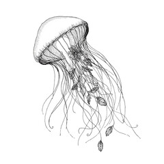 jellyfish on white