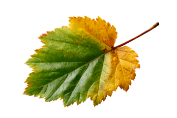 Colorful leaf transitioning from green to yellow