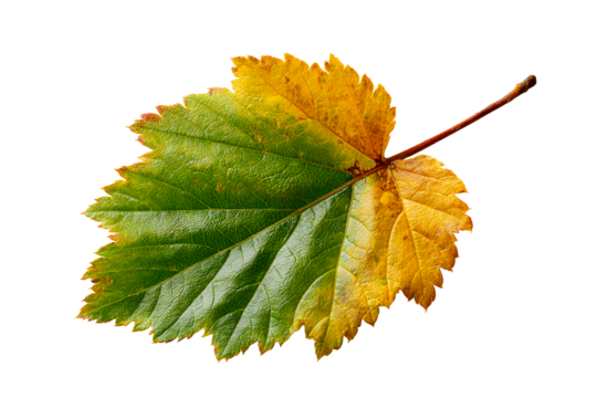 Colorful leaf transitioning from green to yellow