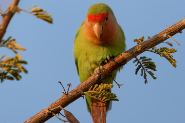 Inséparable rosegorge perché sur une branche