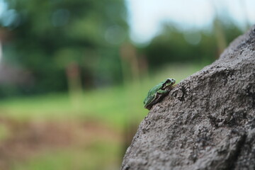 森の岩の上で休むアマガエル