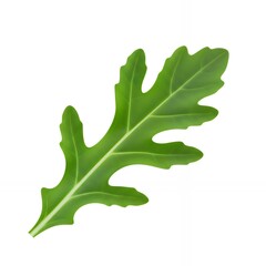 Obraz premium Single fresh green arugula rocket leaf with deeply lobed edges isolated on white background for salad ingredients