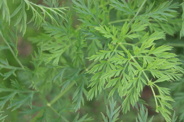 Naklejka premium Photo showing carrots covered with leaves