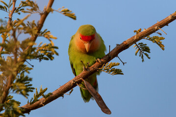 Inséparable rosegorge perché sur une branche