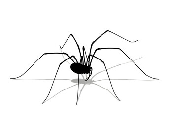 Isolated macro shot of a black spider on a white background, highlighting its long legs and intricate web