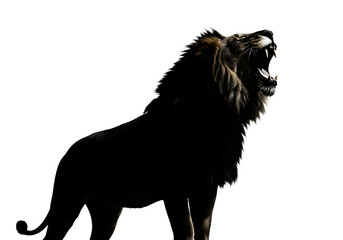 Obraz premium Vector illustration of an angry lion's head, isolated on a white background, suitable for a tattoo or other wild animal designs