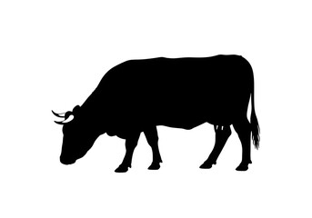 Black and white cattle and isolated black bull vector illustration of a farm animal silhouette