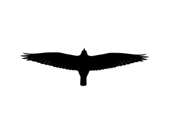 Black vector silhouette of a wild eagle in flight with outstretched wings on a white background