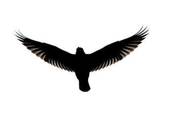 Obraz premium Black vector silhouette of a wild eagle in flight with outstretched wings on a white background