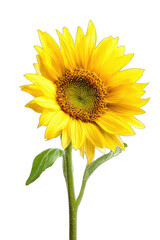 Fototapeta premium Close-up of a vibrant sunflower against a black background. The flower is a bright, rich yellow, with a dark brown center. Dark-green leaves are visible on the stem