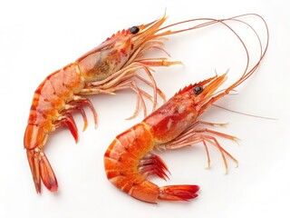 Two fresh shrimp isolated on white background