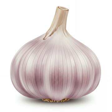 Whole fresh garlic bulb with pink purple skin and exposed cloves isolated on white background for culinary cooking ingredients