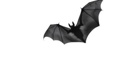 • A spooky Halloween bat flying under a full moon, isolated on white background in HD 