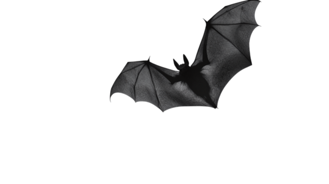 • A spooky Halloween bat flying under a full moon, isolated on white background in HD 