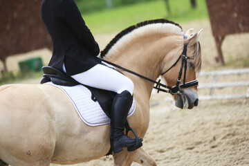 Close-up of a dressage horse under saddle at a summer competition. Beautiful quality leather saddle