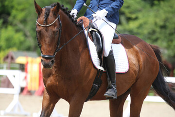 Close-up of a dressage horse under saddle at a summer competition. Beautiful quality leather saddle
