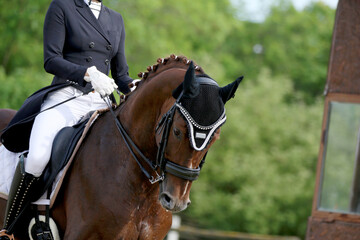 Close-up of a dressage horse under saddle at a summer competition. Beautiful quality leather saddle