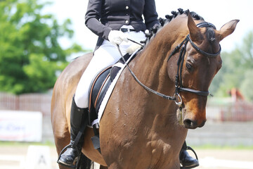 Obraz premium Close-up of a dressage horse under saddle at a summer competition. Beautiful quality leather saddle