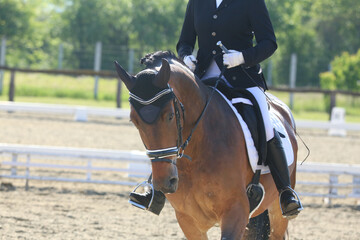 Close-up of a dressage horse under saddle at a summer competition. Beautiful quality leather saddle