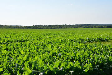 Vibrant green field under a clear blue sky, a picturesque landscape