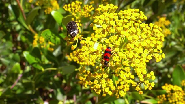 bee-eating beetle Trichodes apiarius - black and red beetle on a plant