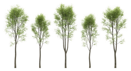 Five tall green trees with delicate foliage against a black background