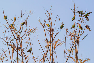 Groupe d'inséparable rosegorge perché sur une branche