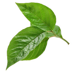 Obraz premium Close-up of vibrant green leaves, slightly overlapping, with visible veins