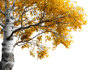Bright autumn leaves on a tree branch in fall